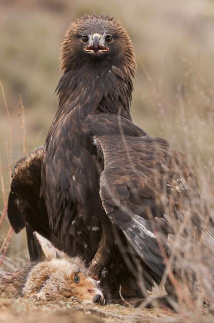 Fotografía de Ricardo  Peralta para Nthephoto. La sensación que se tiene ante el águila real es indescriptible, la reina de las aves mira desafiante a cualquiera que intente arrebatarle la presa. Esa mirada es capaz de congela la sangre.