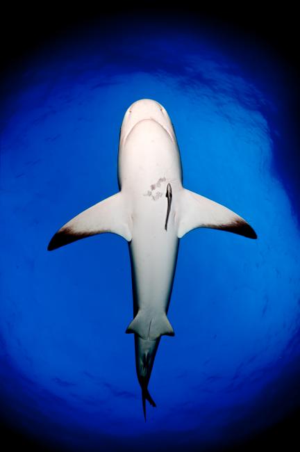 Fotografía de Pedro Carrillo para Nthephoto. Tiburón de arrecife del Caribe (Carcharhinus perezi) en aguas de Bahamas