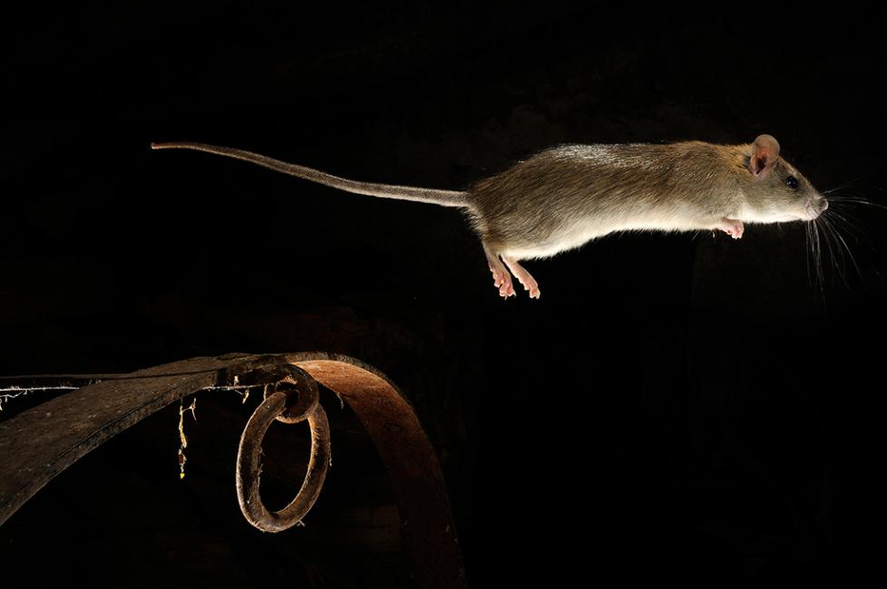 Fotografía de Javier Alonso para Nthephoto. Una rata negra o rata de campo salta de un lado a otro en un antiguo pajar, barrera Infrarrojos.