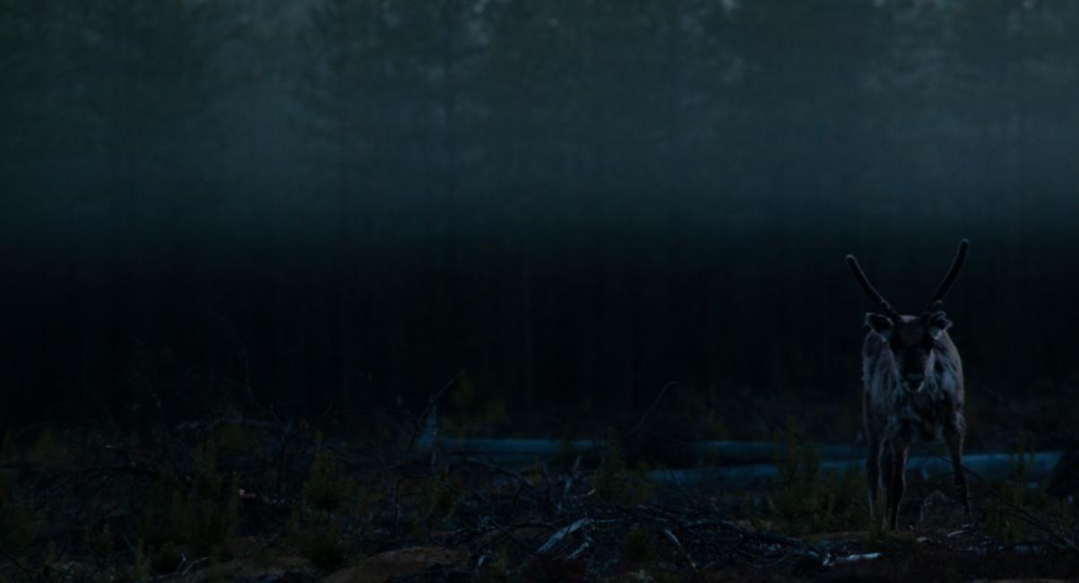 Fotografía de ismaele tortella para Nthephoto. Rena en la oscuridad en los perdidos bosques de la Laponia Sueca