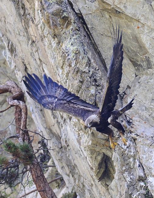 Fotografía de Pere Ignasi Isern para Nthephoto. Aguila real cazando en el Pirineo Oriental